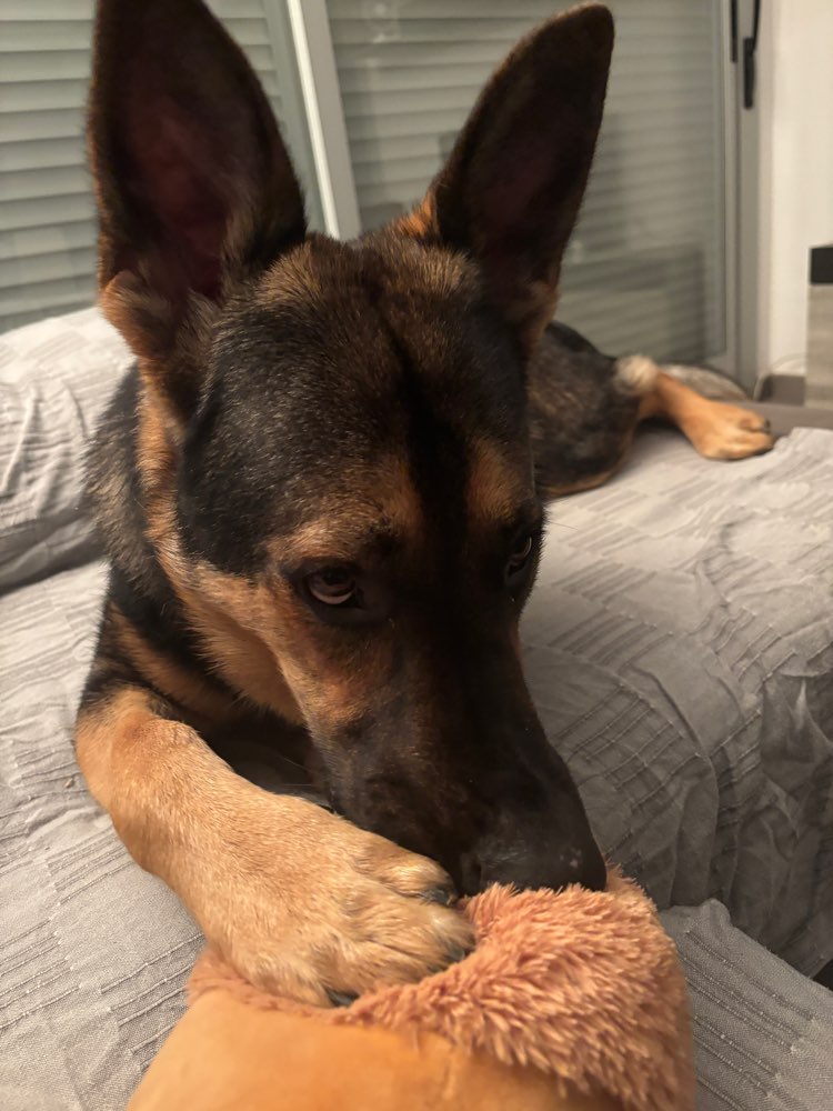 Hundetreffen-Spiel- und Gassifreunde gesucht-Profilbild