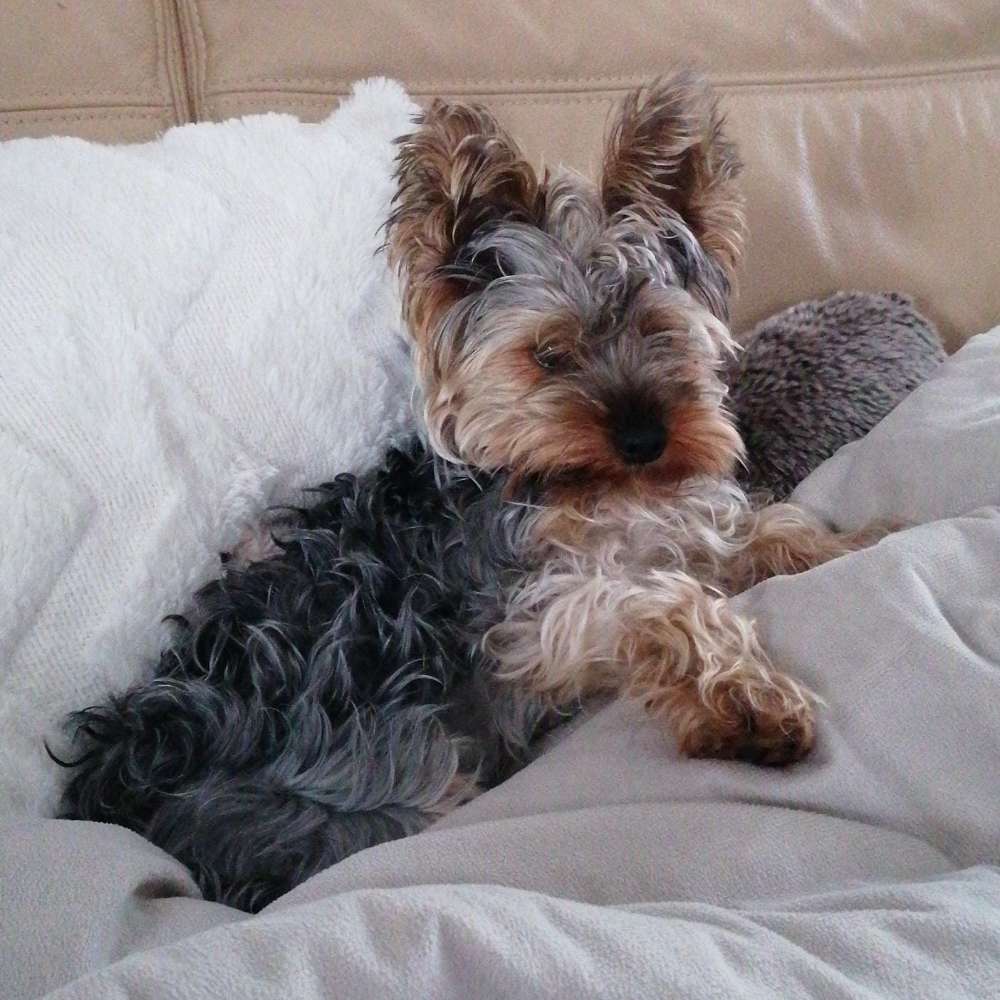 Hundetreffen-Treffen zum Spielen-Profilbild