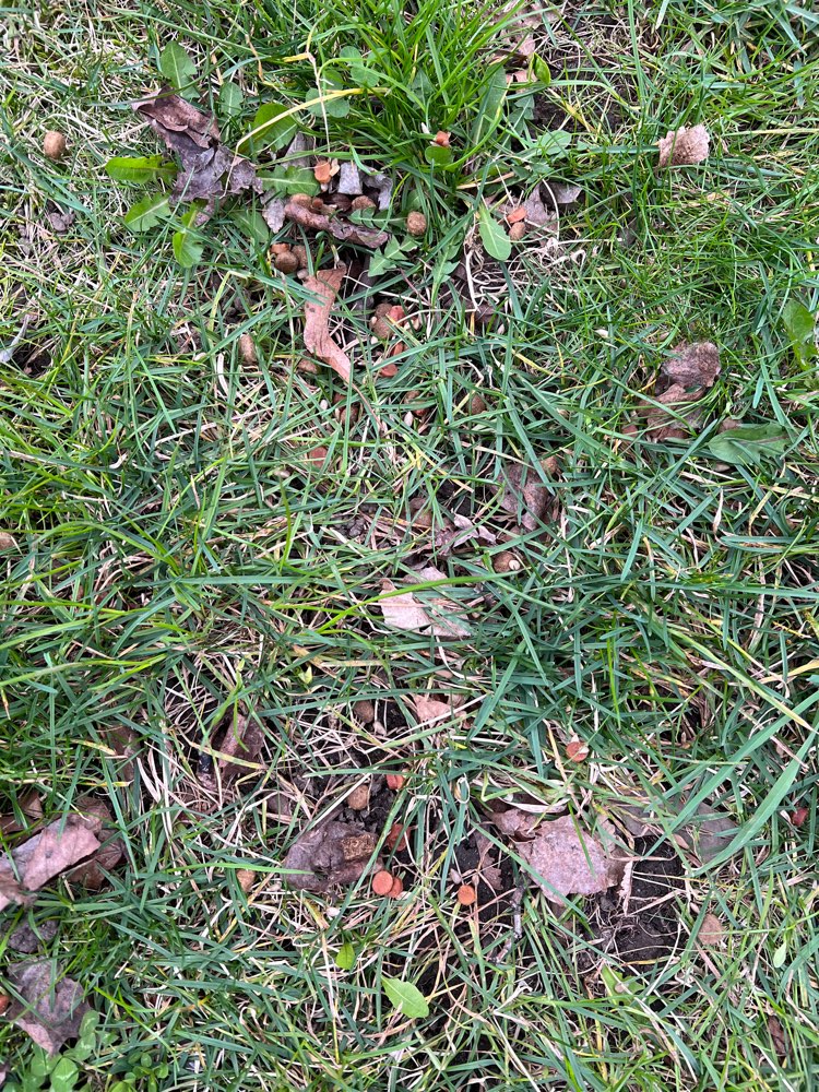 Giftköder-Verstreutes Trockenfutter-Profilbild