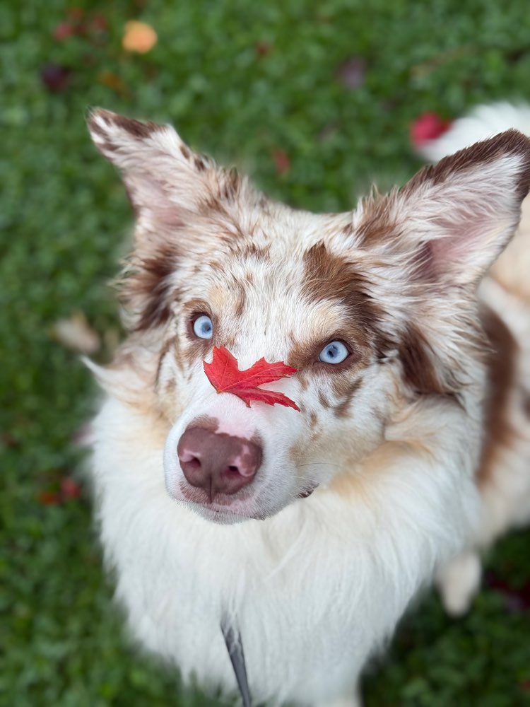 Hundetreffen-Suche Trainingspartner-Profilbild