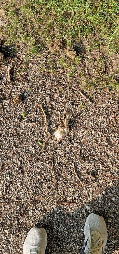 Giftköder-Fisch gespickt mit Holz-Profilbild