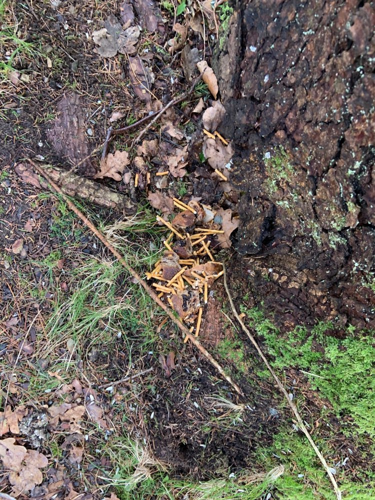 Giftköder-Essensreste (u.a. Stollen mit Rosinen!!)-Profilbild