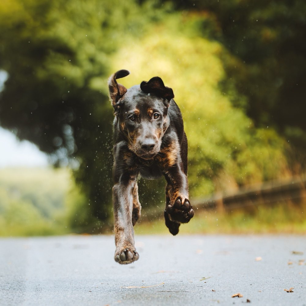 Hundetreffen-Ariya sucht einen Spielpartner in Moers/Krefeld-Profilbild