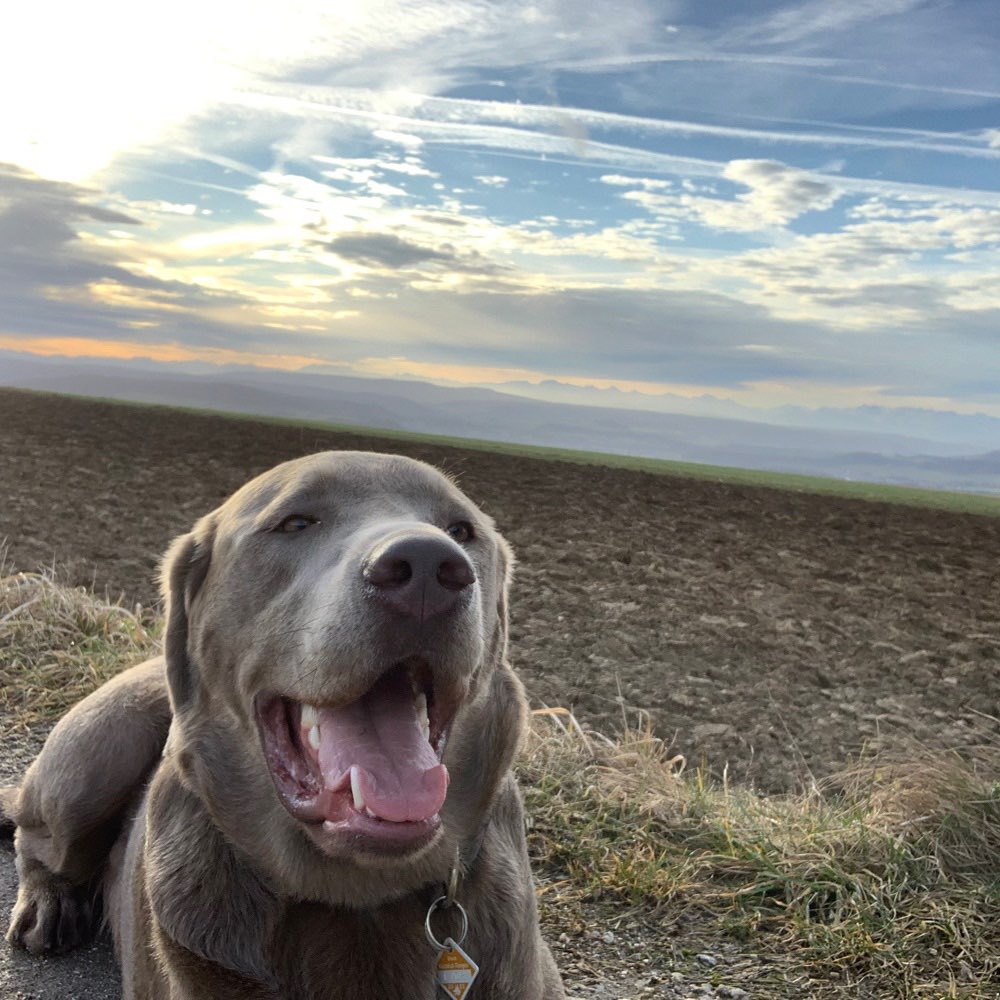 Hundetreffen-Hundetreffen 🦮😉😊☺️-Profilbild