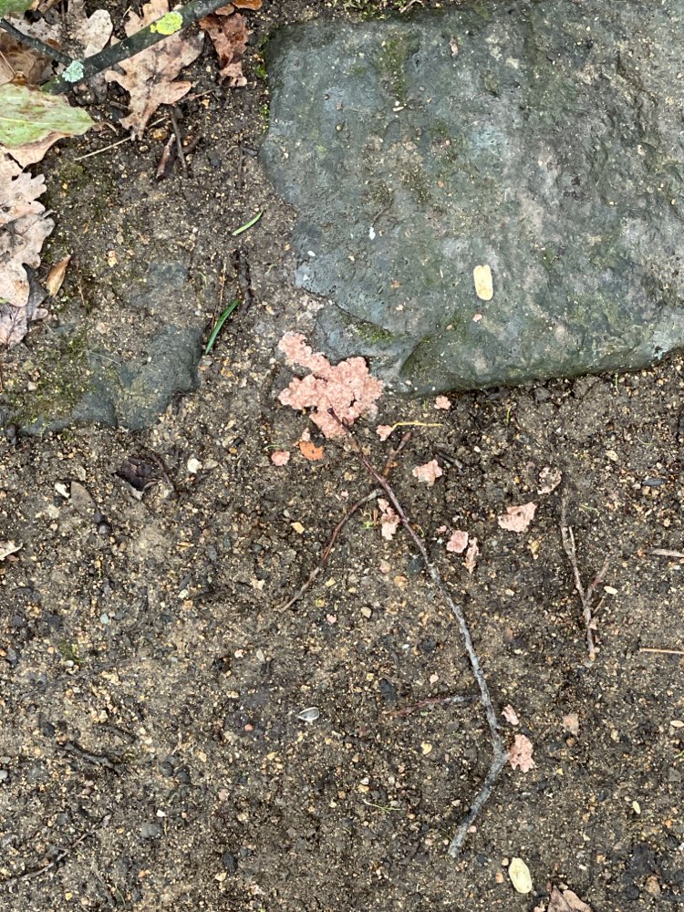 Giftköder-Fleisch Wurst auf dem Boden-Profilbild