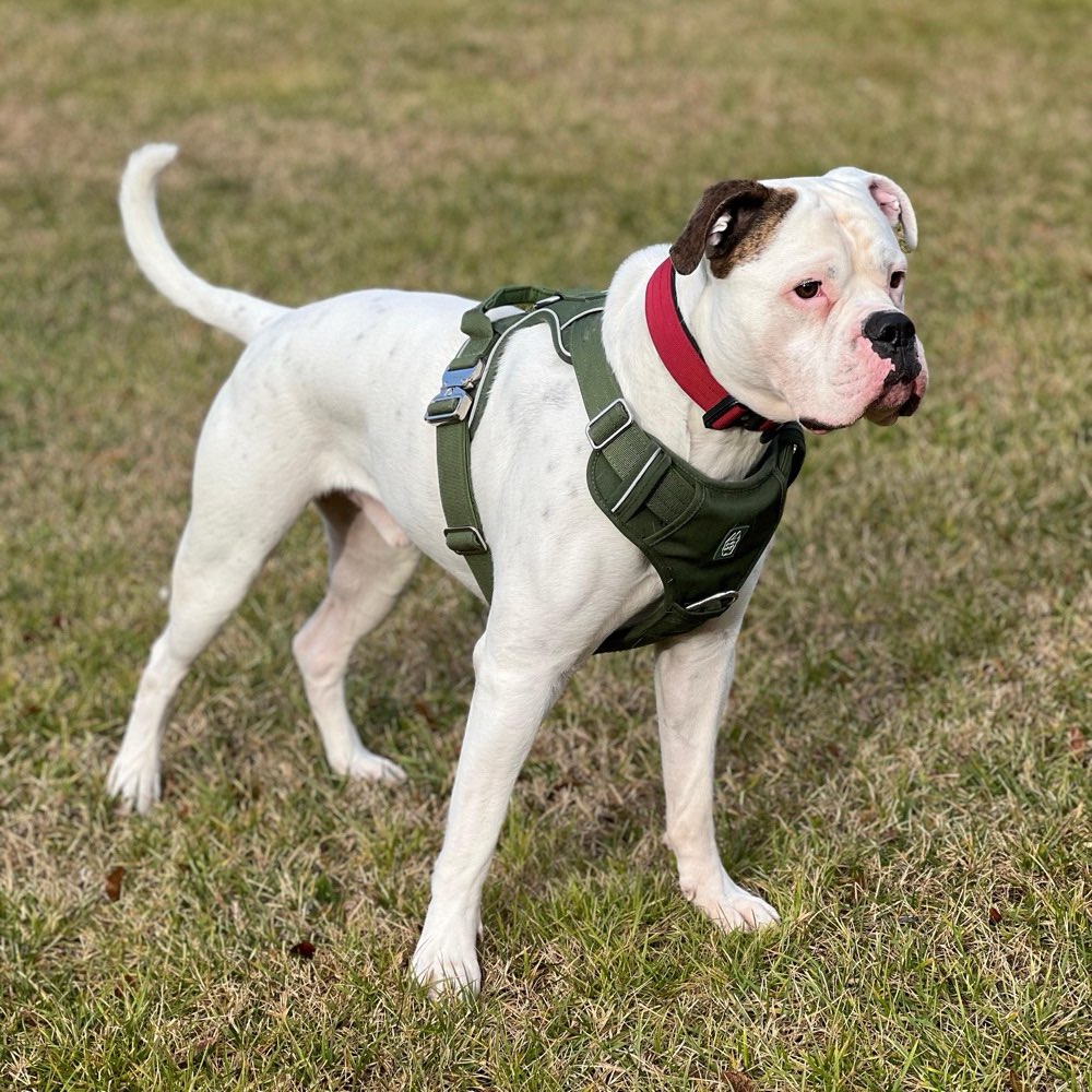 Hundetreffen-Playdate für Molosser/Bulldoggen 🐾-Profilbild