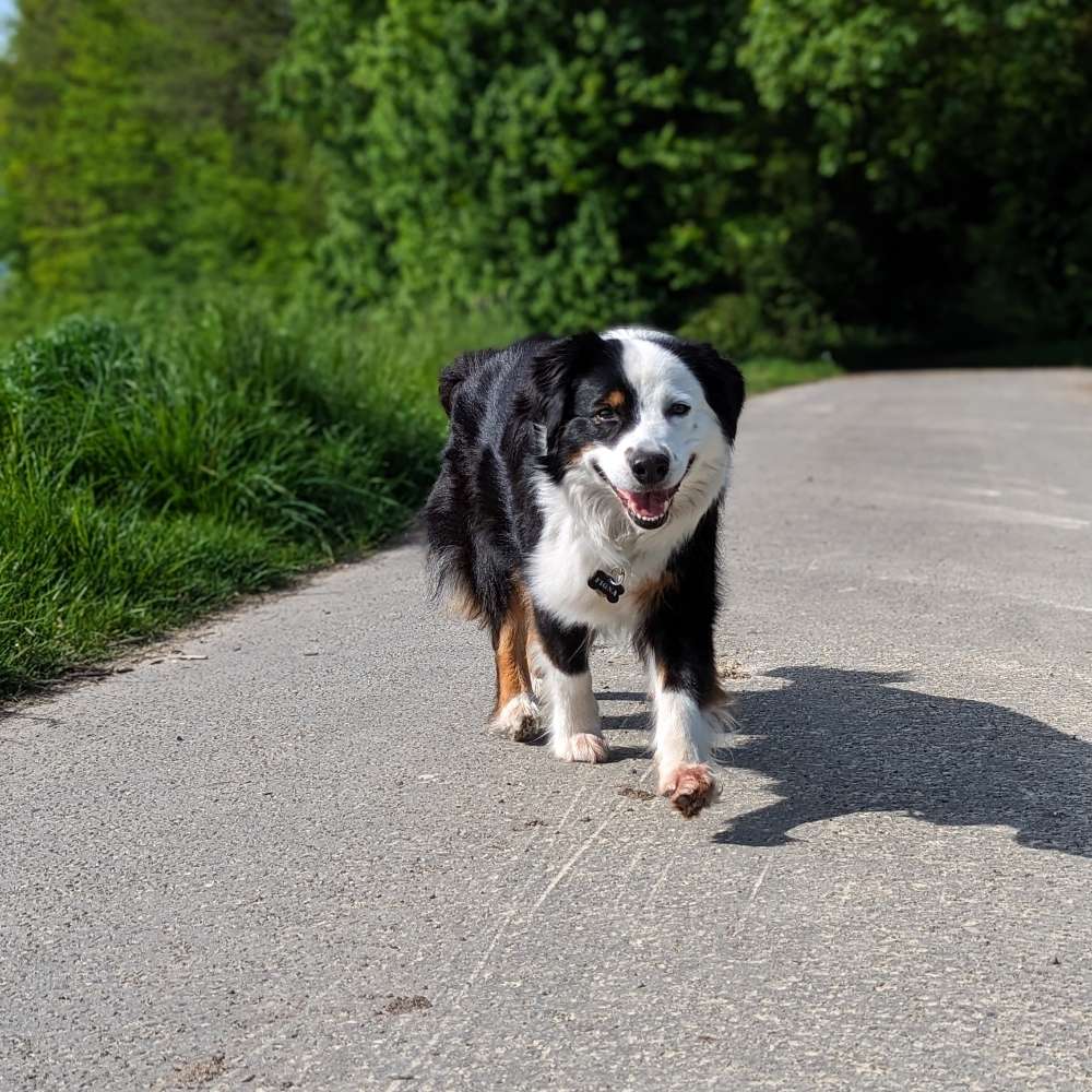 Hundetreffen-Treffen zum spazieren gehen-Profilbild