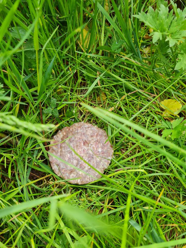 Giftköder-Gehacktes-Profilbild