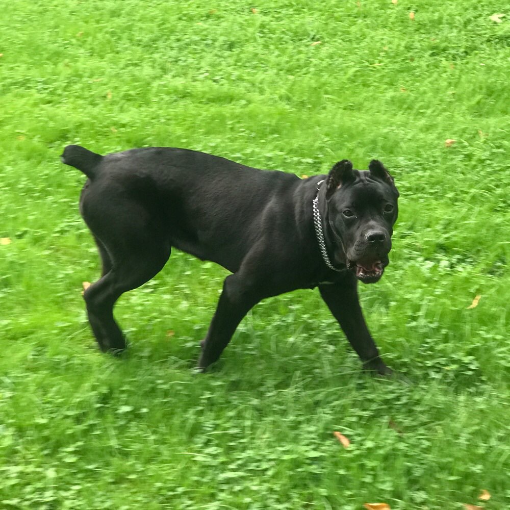 Hundetreffen-Spiel Treff-Profilbild