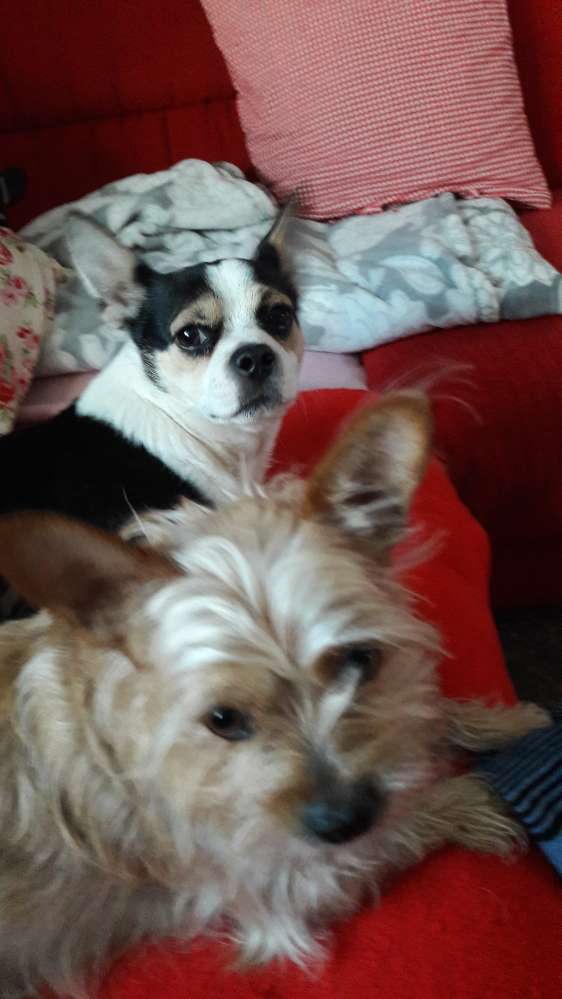 Hundetreffen-Treffen zum Spaziergang mit Hund-Profilbild