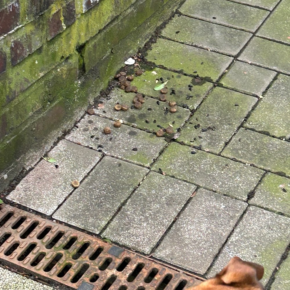 Giftköder-Futter (Giftköder?)-Profilbild