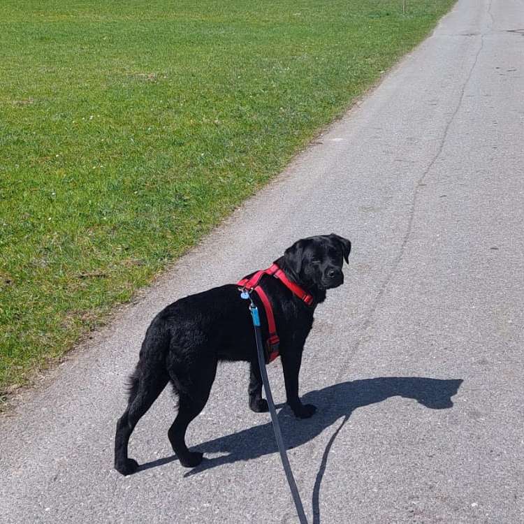 Hundetreffen-Suche gelegentlich Urlaubs- oder Wochenendsbetreuung für unser liebe Labradorhündin-Profilbild