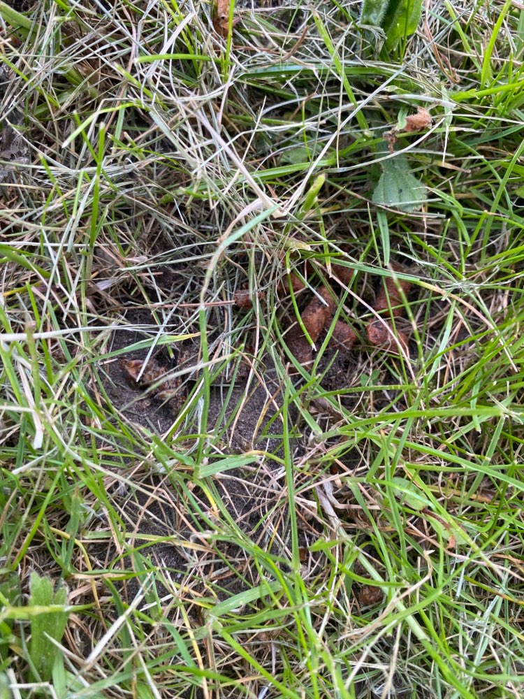 Giftköder-Giftköder ( Laut TA Profis am Start) !!!-Profilbild