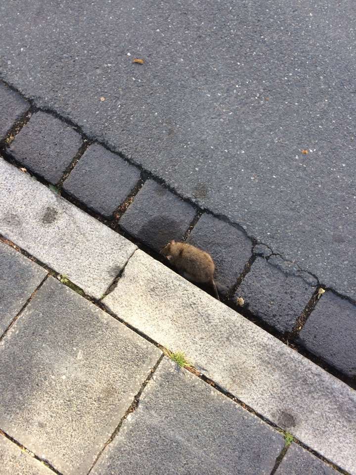 Giftköder-Tote Nager-Profilbild