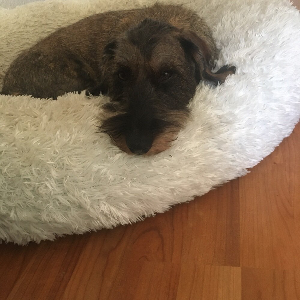 Hundetreffen-Dackeltreffen Hannover Bult-Profilbild