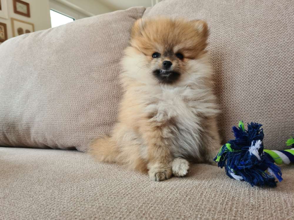 Hundetreffen-Mini-Welpentreff im Ostend-Profilbild