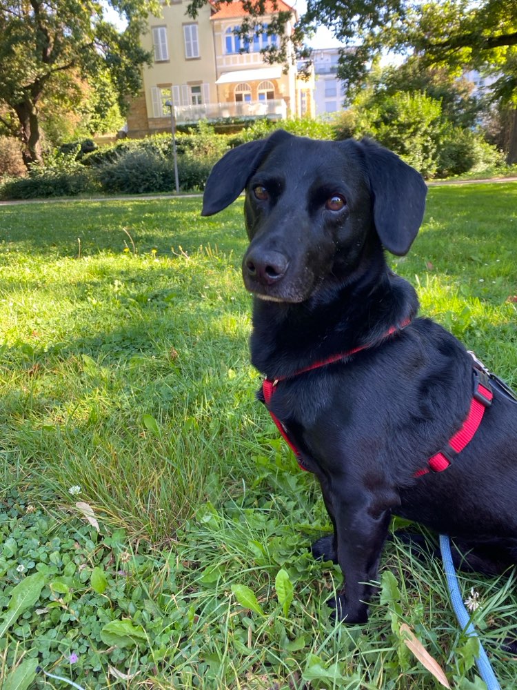 Hundetreffen-Hundetreffen Hundewiese Herzogenried-Profilbild