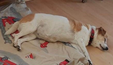 Suchmeldung-Gipsy-Profilbild