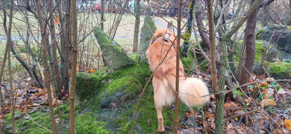 Hundetreffen-Privates Mantrailing-Treffen-Profilbild