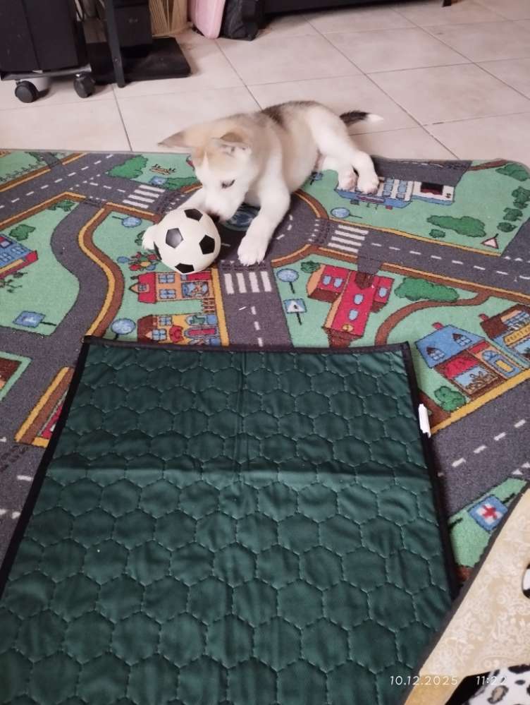 Hundetreffen-Gassi-Runde/Sozialisierung-Profilbild