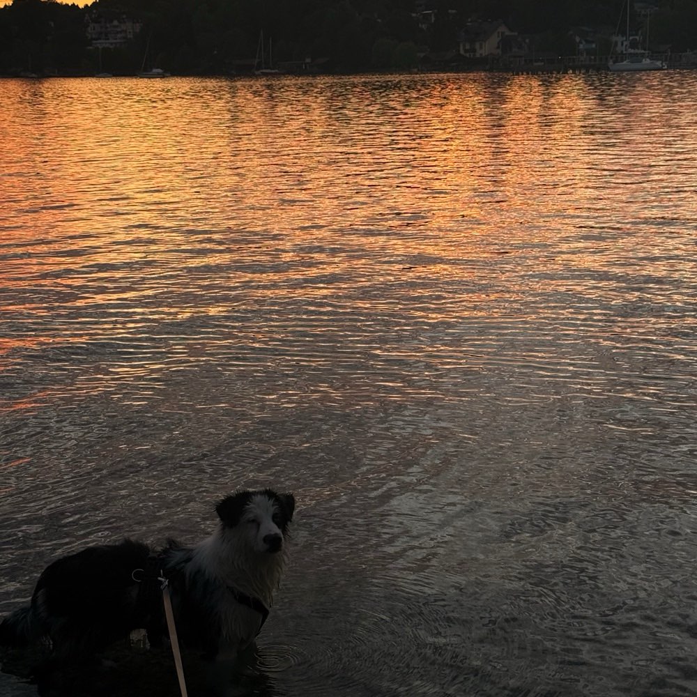 Hundetreffen-Spielfreund gesucht✨-Profilbild