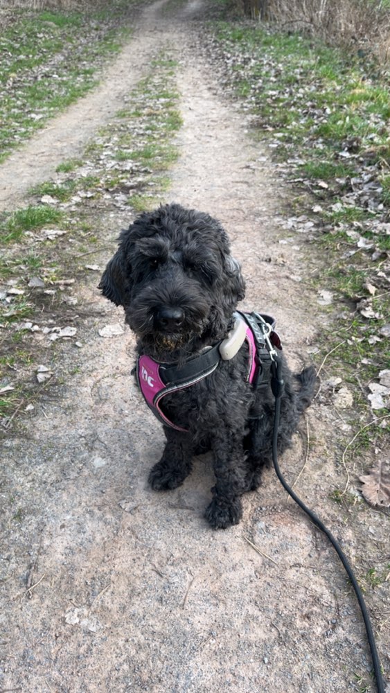 Hundetreffen-Spielfreunde in meiner Größe (10-15kg) 😉😌-Profilbild