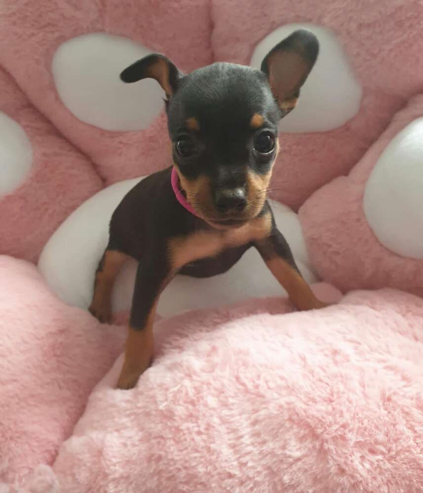 Hundetreffen-Spielrunde für Mini kleine Hunde in 48145 Münster-Profilbild