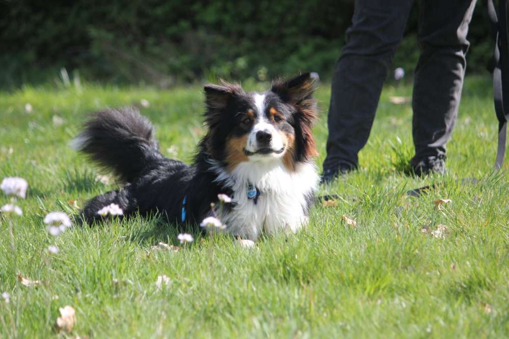 Hundetreffen-Gemeinsame Spaziergänge-Profilbild
