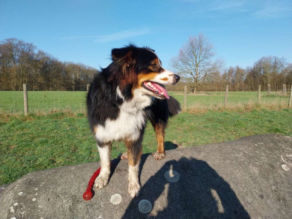 Hundetreffen-Spaziergänge und toben-Profilbild