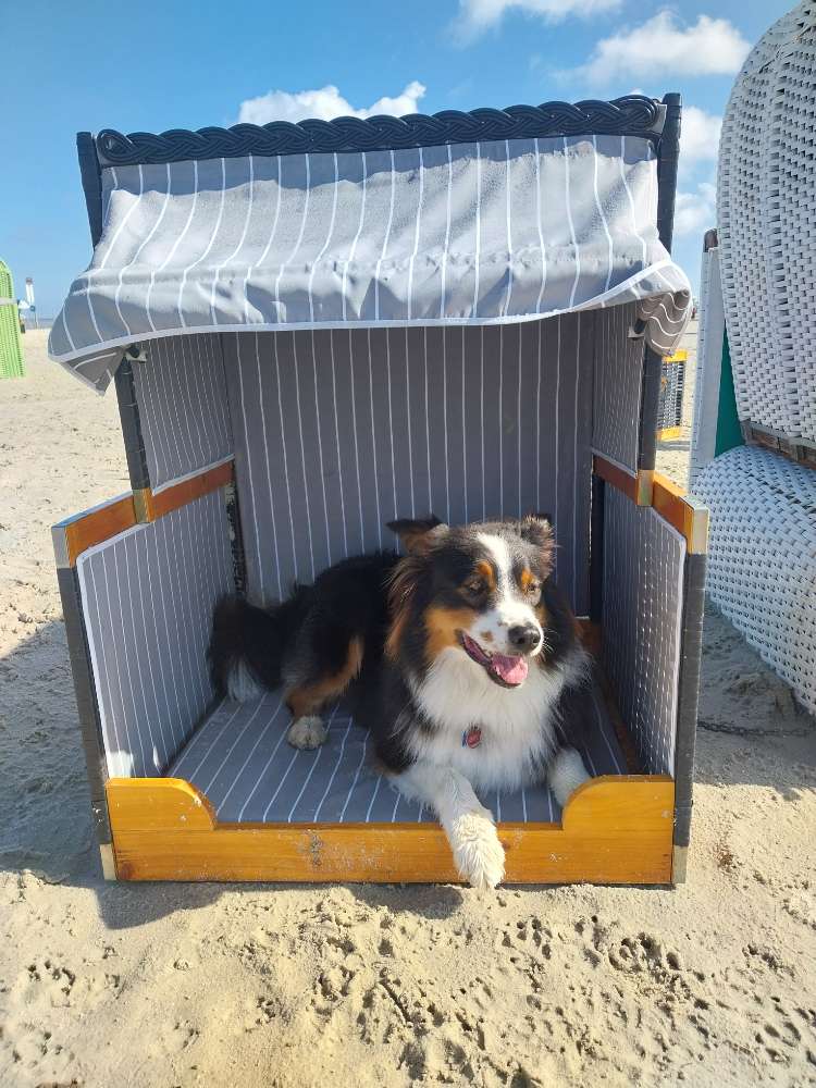 Hundetreffen-Gemeinsame Gassirunden-Profilbild