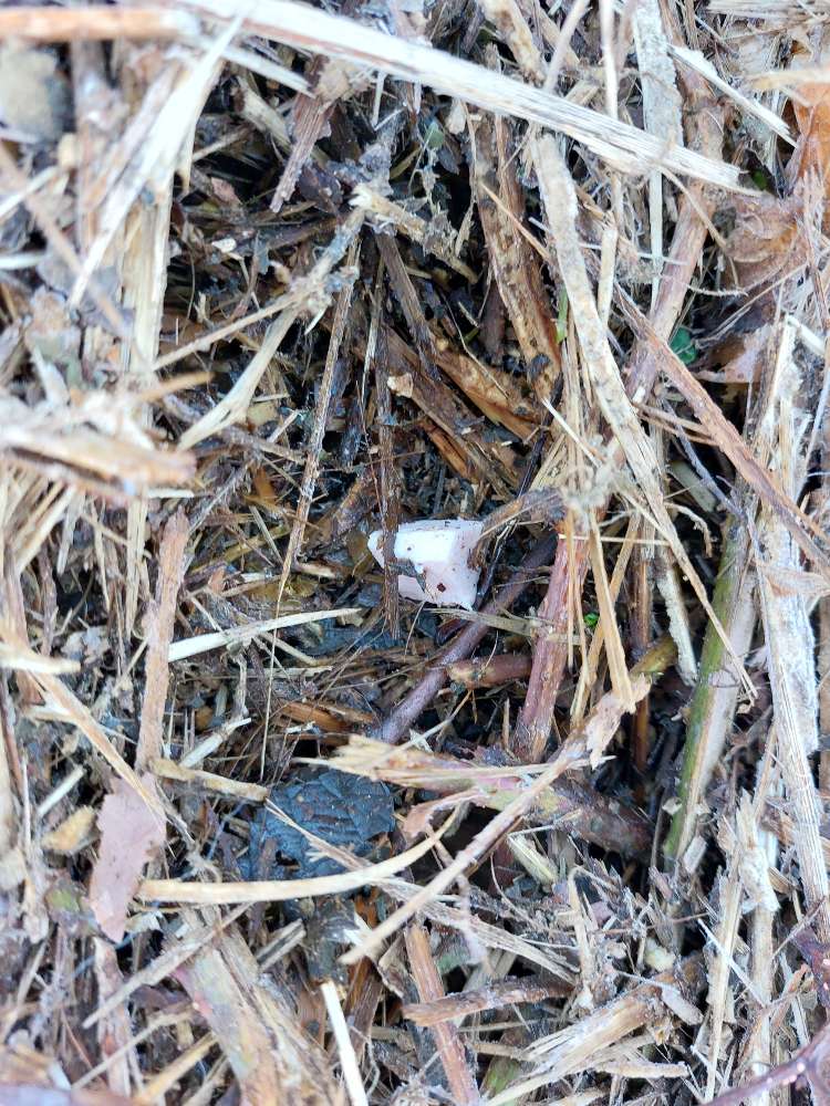 Giftköder-Fleischwurststücken-Profilbild