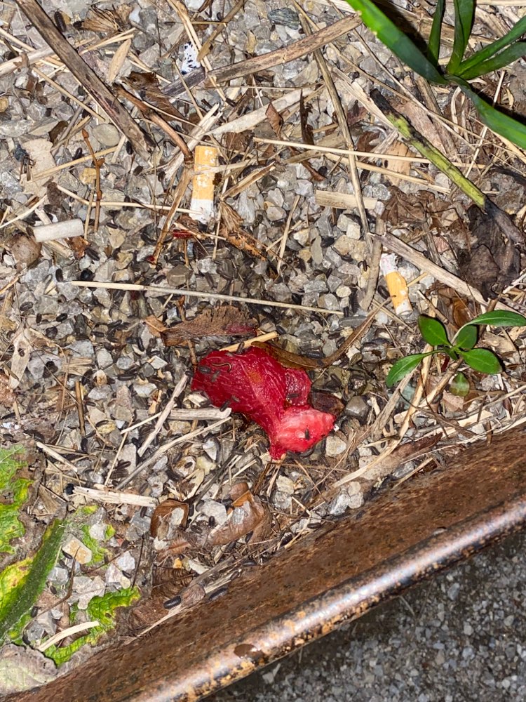 Giftköder-Vermutlich Giftköder-Profilbild