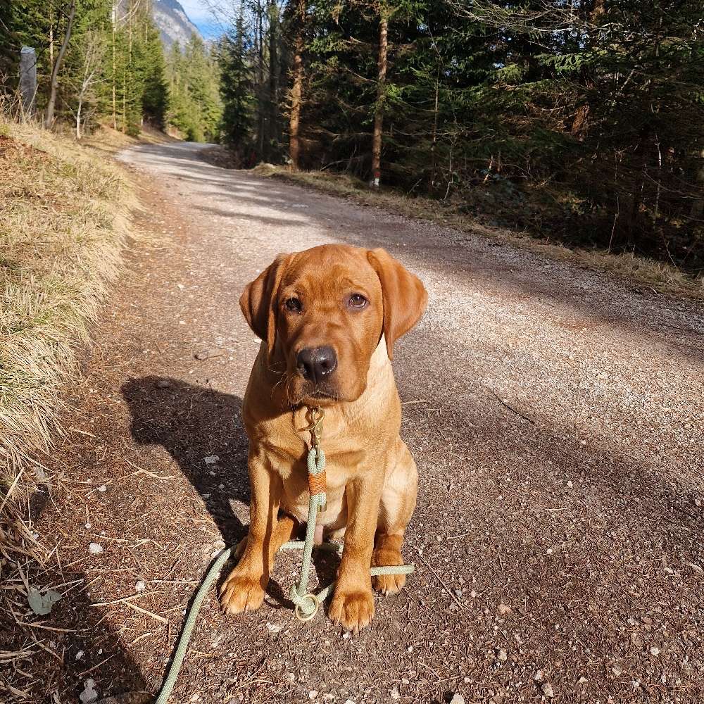 Hundetreffen-Junghunde Spielen und Sozialisieren-Profilbild