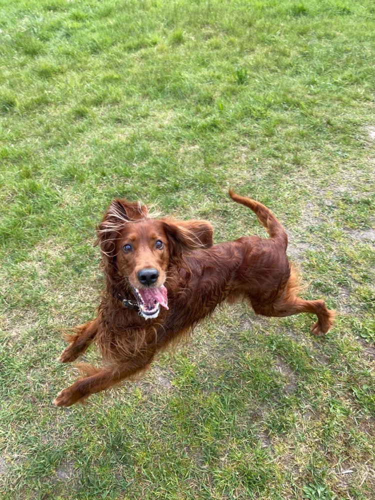 Hundetreffen-Rüde sucht Sozialkontakt-Profilbild