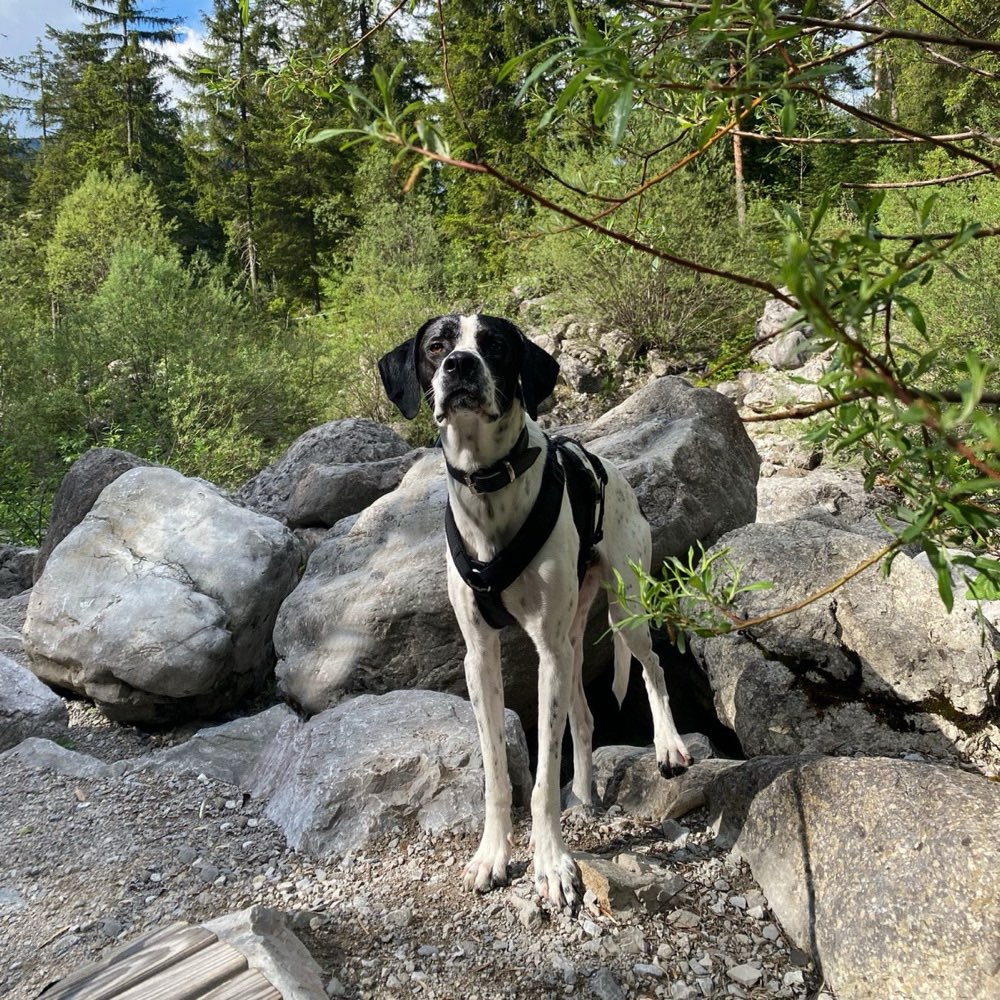 Hundetreffen-Soziale Kontakte-Profilbild