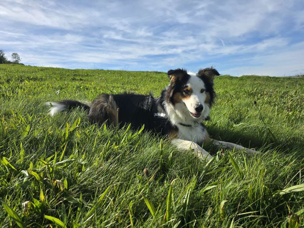 Hundetreffen-Gemeinsames Spielen/Gassi Runde-Profilbild