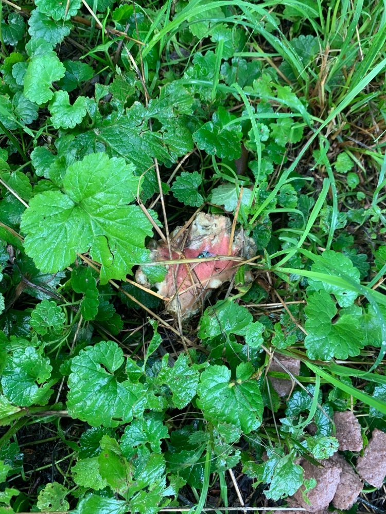 Giftköder-Komische Leckerlies-Profilbild
