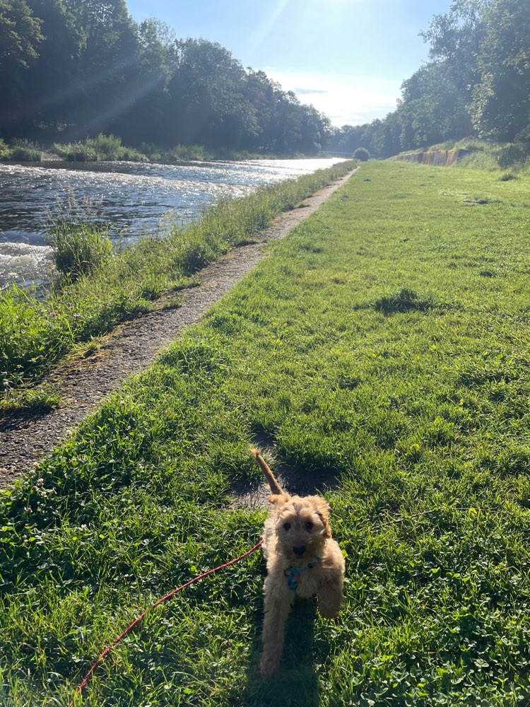 Hundetreffen-Spieltreff in Basel-Profilbild