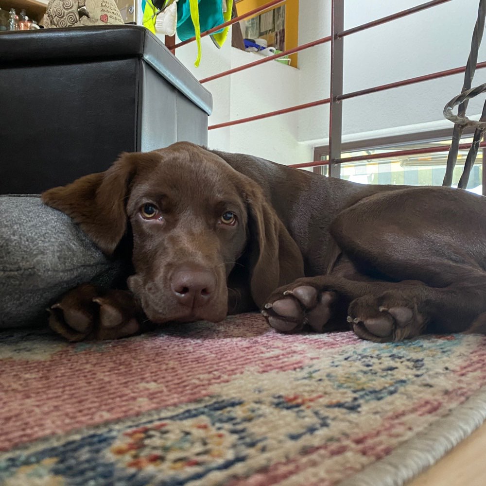 Hundetreffen-Welpen- und Junghundtreffen-Profilbild