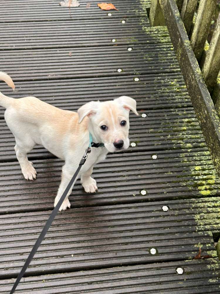 Hundetreffen-Welpentreff Borken-Profilbild