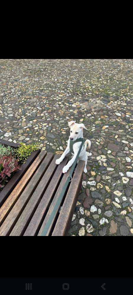 Hundetreffen-Welpentreff-Profilbild