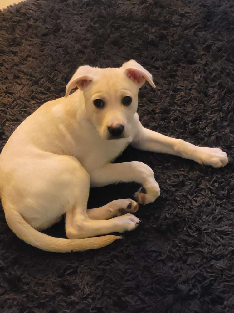 Hundetreffen-Welpen Treffen in Raesfeld oder Borken-Profilbild