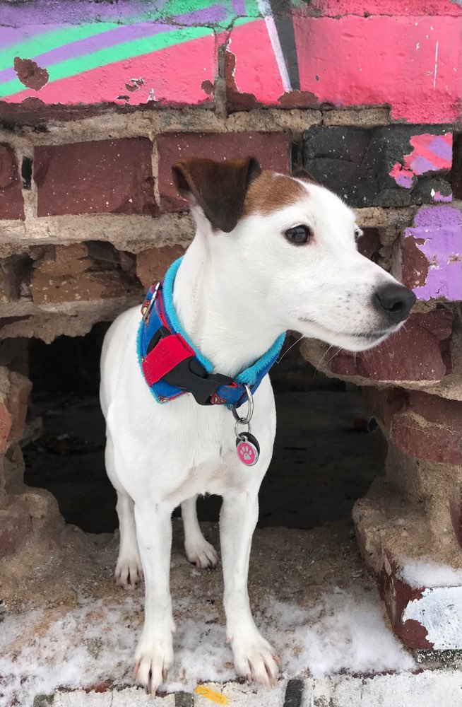 Hundetreffen-Gassi im Rhein-Main Gebiet-Profilbild