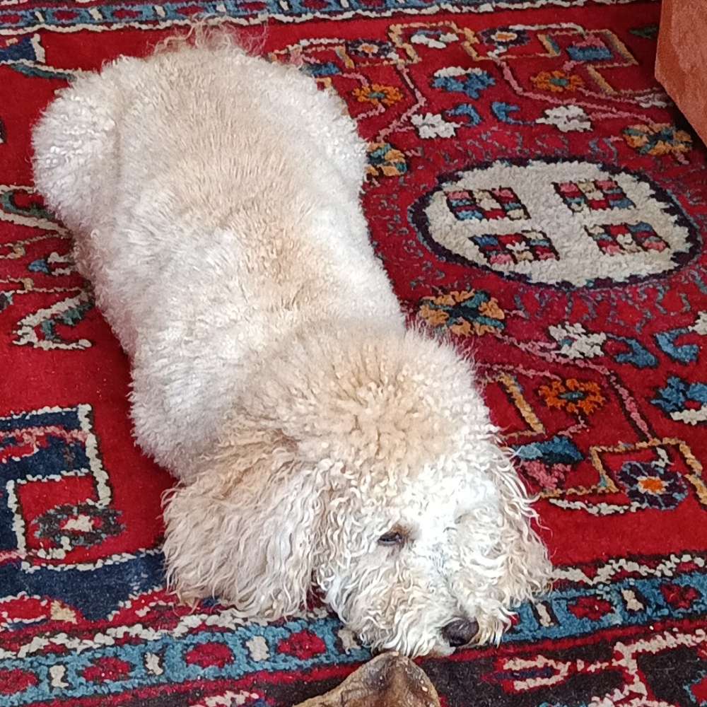 Hundetreffen-Zum gemeinsamen gassigang oder evtl spielstunde in volkmarsen-Profilbild
