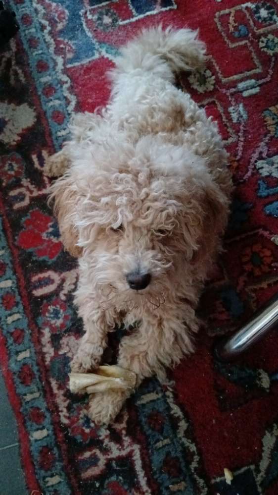 Hundetreffen-Zum gemeinsamen gassigang oder evtl spielstunde in volkmarsen-Profilbild