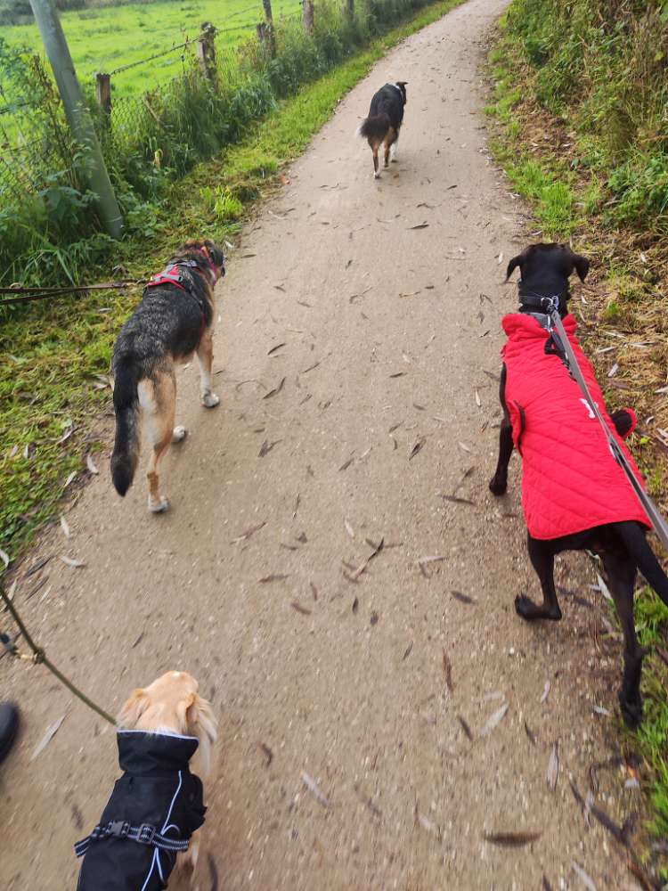 Hundetreffen-Autal und Wald Runde-Profilbild