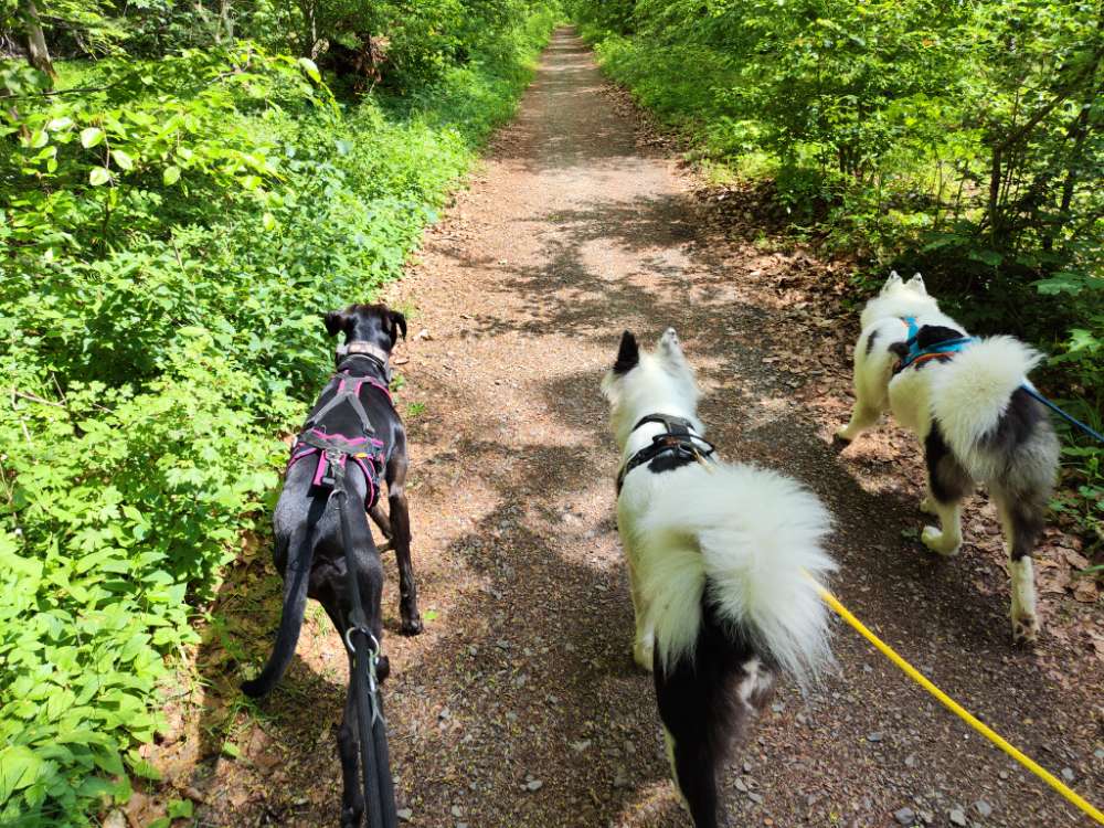 Hundetreffen-Spazier und Wander Runden-Profilbild
