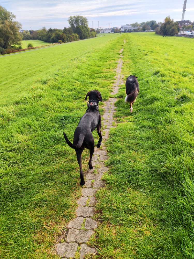 Hundetreffen-Spaziergangs Treff-Profilbild