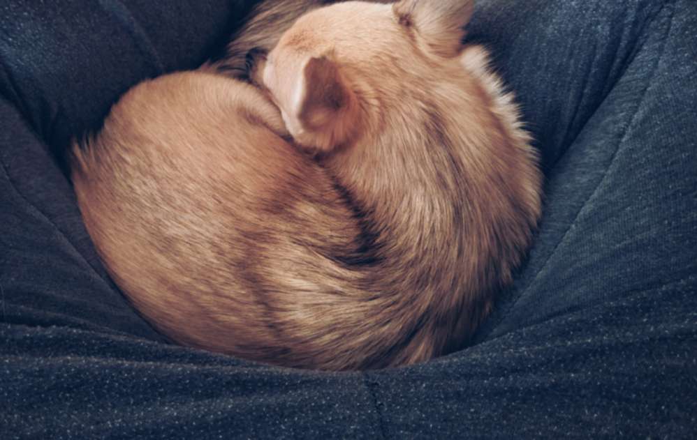 Hundetreffen-Regelmäßiger Spaziergang-Profilbild