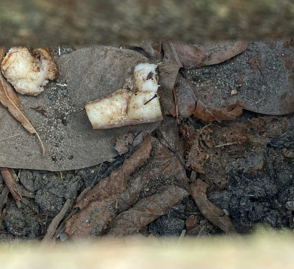 Giftköder-Giftköder-Profilbild